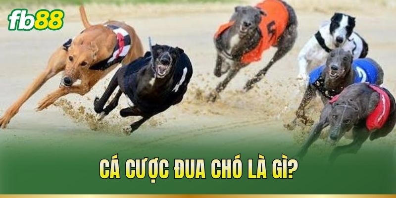 Cá Cược Đua Chó – Theo Dõi Thành Tích Và Phân Tích Kèo