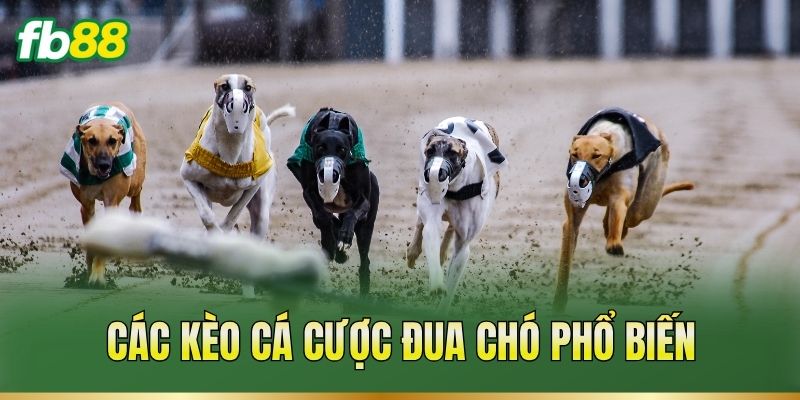 Cá Cược Đua Chó – Theo Dõi Thành Tích Và Phân Tích Kèo