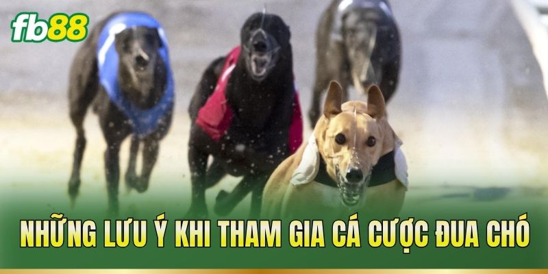 Cá Cược Đua Chó – Theo Dõi Thành Tích Và Phân Tích Kèo